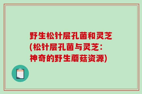 野生松针层孔菌和灵芝(松针层孔菌与灵芝:神奇的野生蘑菇资源)-第1张图片-破壁灵芝孢子粉研究指南 野生松针层孔菌和灵芝(松针层孔菌与灵芝:神奇的野生蘑菇资源)-第1张图片-破壁灵芝孢子粉研究指南