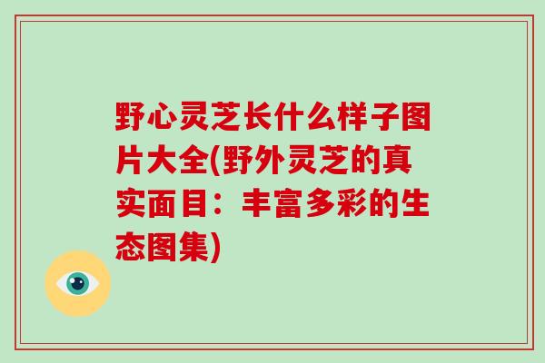 野心灵芝长什么样子图片大全(野外灵芝的真实面目:丰富多彩的生态图集)-第1张图片-破壁灵芝孢子粉研究指南 野心灵芝长什么样子图片大全(野外灵芝的真实面目:丰富多彩的生态图集)-第1张图片-破壁灵芝孢子粉研究指南