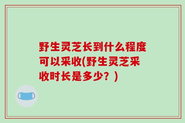 野生灵芝长到什么程度可以采收(野生灵芝采收时长是多少?)-第1张图片-破壁灵芝孢子粉研究指南 野生灵芝长到什么程度可以采收(野生灵芝采收时长是多少?)-第1张图片-破壁灵芝孢子粉研究指南