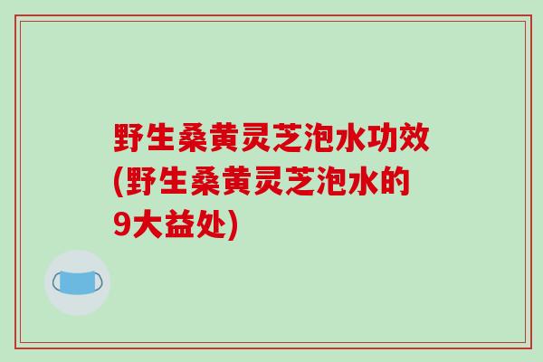 野生桑黄灵芝泡水功效(野生桑黄灵芝泡水的9大益处)-第1张图片-破壁灵芝孢子粉研究指南