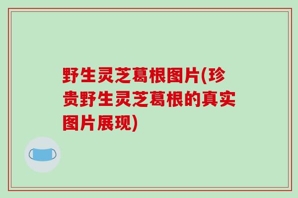 野生灵芝葛根图片(珍贵野生灵芝葛根的真实图片展现)-第1张图片-破壁灵芝孢子粉研究指南 野生灵芝葛根图片(珍贵野生灵芝葛根的真实图片展现)-第1张图片-破壁灵芝孢子粉研究指南