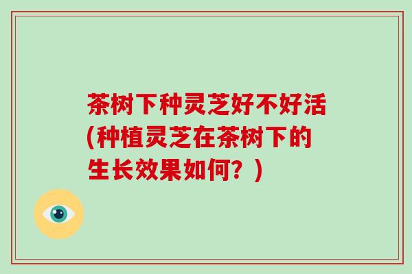 茶树下种灵芝好不好活(种植灵芝在茶树下的生长效果如何?)-第1张图片-破壁灵芝孢子粉研究指南 茶树下种灵芝好不好活(种植灵芝在茶树下的生长效果如何?)-第1张图片-破壁灵芝孢子粉研究指南