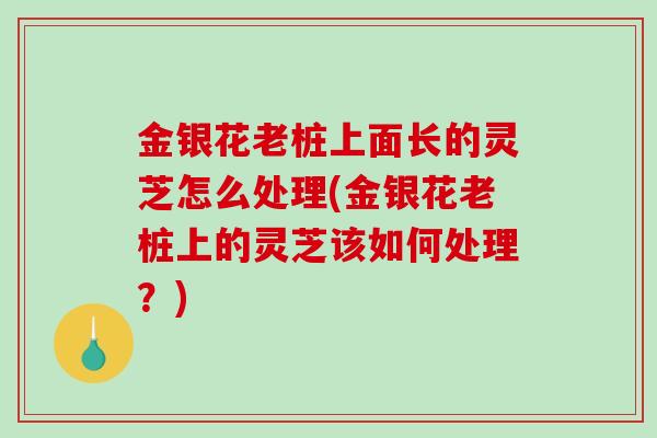 金银花老桩上面长的灵芝怎么处理(金银花老桩上的灵芝该如何处理?)-第1张图片-破壁灵芝孢子粉研究指南 金银花老桩上面长的灵芝怎么处理(金银花老桩上的灵芝该如何处理?)-第1张图片-破壁灵芝孢子粉研究指南