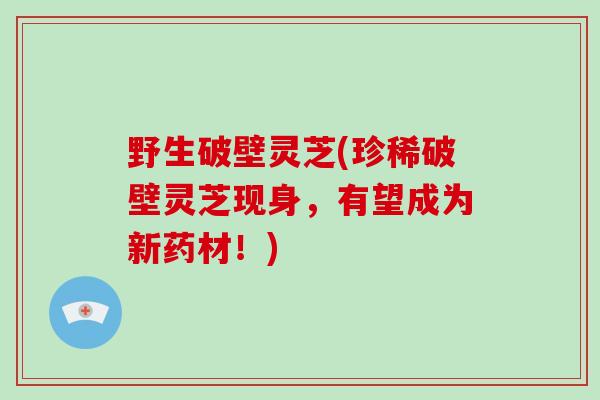 野生破壁灵芝(珍稀破壁灵芝现身,有望成为新药材!)-第1张图片-破壁灵芝孢子粉研究指南 野生破壁灵芝(珍稀破壁灵芝现身,有望成为新药材!)-第1张图片-破壁灵芝孢子粉研究指南
