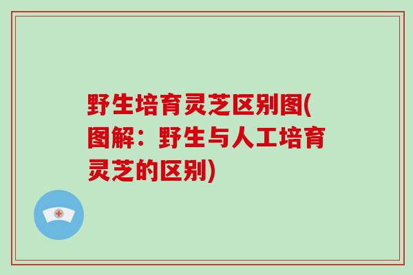 野生培育灵芝区别图(图解：野生与人工培育灵芝的区别)-第1张图片-破壁灵芝孢子粉研究指南