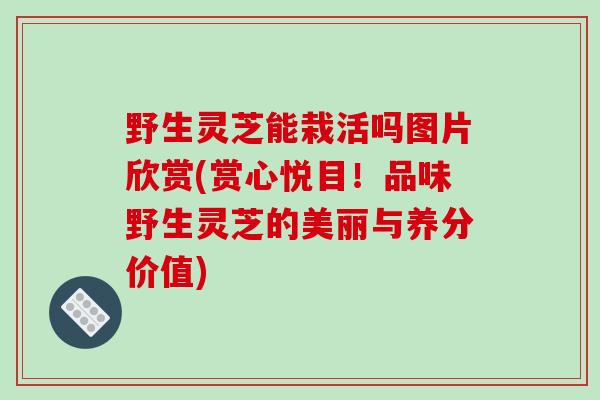 野生灵芝能栽活吗图片欣赏(赏心悦目！品味野生灵芝的美丽与养分价值)-第1张图片-破壁灵芝孢子粉研究指南