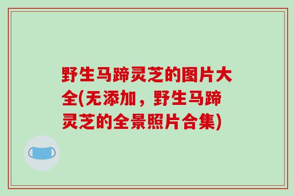 野生马蹄灵芝的图片大全(无添加,野生马蹄灵芝的全景照片合集)-第1张图片-破壁灵芝孢子粉研究指南 野生马蹄灵芝的图片大全(无添加,野生马蹄灵芝的全景照片合集)-第1张图片-破壁灵芝孢子粉研究指南