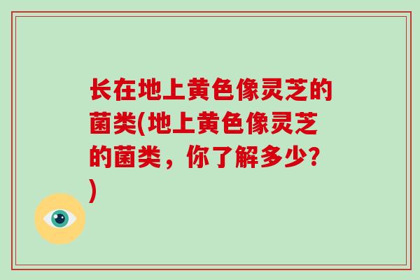 长在地上黄色像灵芝的菌类(地上黄色像灵芝的菌类,你了解多少?)-第1张图片-破壁灵芝孢子粉研究指南 长在地上黄色像灵芝的菌类(地上黄色像灵芝的菌类,你了解多少?)-第1张图片-破壁灵芝孢子粉研究指南
