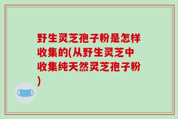 野生灵芝孢子粉是怎样收集的(从野生灵芝中收集纯天然灵芝孢子粉)-第1张图片-破壁灵芝孢子粉研究指南 野生灵芝孢子粉是怎样收集的(从野生灵芝中收集纯天然灵芝孢子粉)-第1张图片-破壁灵芝孢子粉研究指南