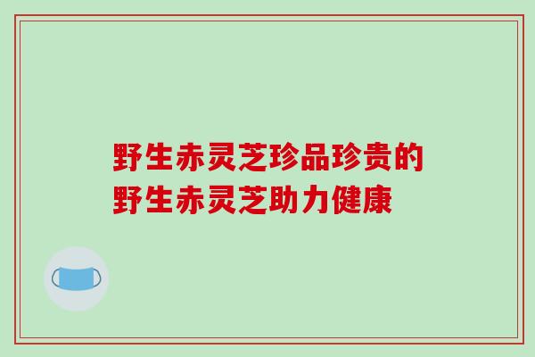 野生赤灵芝珍品珍贵的野生赤灵芝助力健康-第1张图片-破壁灵芝孢子粉研究指南 野生赤灵芝珍品珍贵的野生赤灵芝助力健康-第1张图片-破壁灵芝孢子粉研究指南