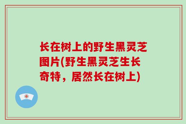 长在树上的野生黑灵芝图片(野生黑灵芝生长奇特,居然长在树上)-第1张图片-破壁灵芝孢子粉研究指南 长在树上的野生黑灵芝图片(野生黑灵芝生长奇特,居然长在树上)-第1张图片-破壁灵芝孢子粉研究指南