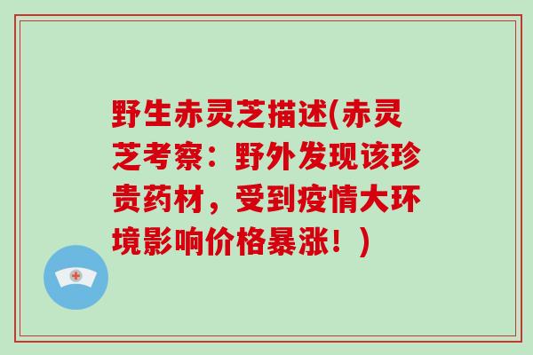 野生赤灵芝描述(赤灵芝考察:野外发现该珍贵药材,受到疫情大环境影响价格暴涨!)-第1张图片-破壁灵芝孢子粉研究指南 野生赤灵芝描述(赤灵芝考察:野外发现该珍贵药材,受到疫情大环境影响价格暴涨!)-第1张图片-破壁灵芝孢子粉研究指南