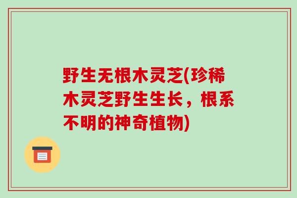 野生无根木灵芝(珍稀木灵芝野生生长,根系不明的神奇植物)-第1张图片-破壁灵芝孢子粉研究指南 野生无根木灵芝(珍稀木灵芝野生生长,根系不明的神奇植物)-第1张图片-破壁灵芝孢子粉研究指南