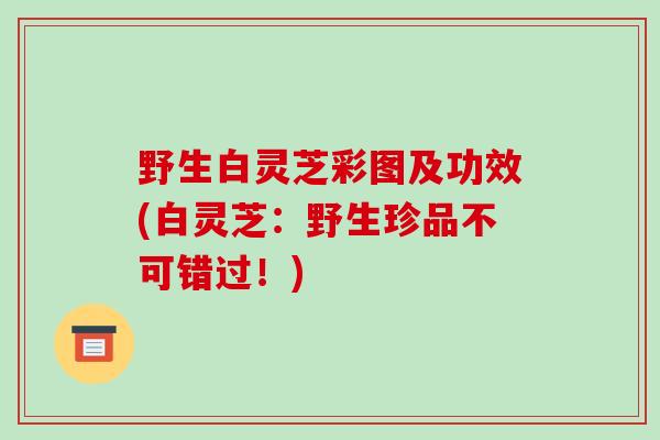 野生白灵芝彩图及功效(白灵芝:野生珍品不可错过!)-第1张图片-破壁灵芝孢子粉研究指南 野生白灵芝彩图及功效(白灵芝:野生珍品不可错过!)-第1张图片-破壁灵芝孢子粉研究指南