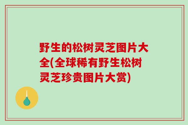 野生的松树灵芝图片大全(全球稀有野生松树灵芝珍贵图片大赏)-第1张图片-破壁灵芝孢子粉研究指南