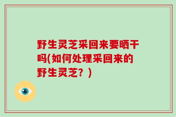 野生灵芝采回来要晒干吗(如何处理采回来的野生灵芝?)-第1张图片-破壁灵芝孢子粉研究指南 野生灵芝采回来要晒干吗(如何处理采回来的野生灵芝?)-第1张图片-破壁灵芝孢子粉研究指南