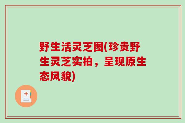 野生活灵芝图(珍贵野生灵芝实拍,呈现原生态风貌)-第1张图片-破壁灵芝孢子粉研究指南 野生活灵芝图(珍贵野生灵芝实拍,呈现原生态风貌)-第1张图片-破壁灵芝孢子粉研究指南