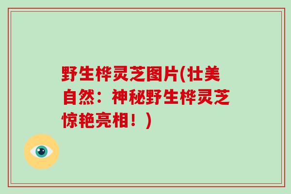 野生桦灵芝图片(壮美自然:神秘野生桦灵芝惊艳亮相!)-第1张图片-破壁灵芝孢子粉研究指南 野生桦灵芝图片(壮美自然:神秘野生桦灵芝惊艳亮相!)-第1张图片-破壁灵芝孢子粉研究指南