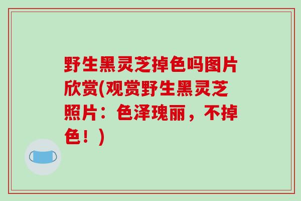 野生黑灵芝掉色吗图片欣赏(观赏野生黑灵芝照片:色泽瑰丽,不掉色!)-第1张图片-破壁灵芝孢子粉研究指南 野生黑灵芝掉色吗图片欣赏(观赏野生黑灵芝照片:色泽瑰丽,不掉色!)-第1张图片-破壁灵芝孢子粉研究指南