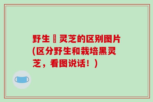 野生黒灵芝的区别图片(区分野生和栽培黑灵芝,看图说话!)-第1张图片-破壁灵芝孢子粉研究指南 野生黒灵芝的区别图片(区分野生和栽培黑灵芝,看图说话!)-第1张图片-破壁灵芝孢子粉研究指南