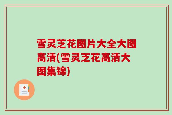 雪灵芝花图片大全大图高清(雪灵芝花高清大图集锦)-第1张图片-破壁灵芝孢子粉研究指南 雪灵芝花图片大全大图高清(雪灵芝花高清大图集锦)-第1张图片-破壁灵芝孢子粉研究指南