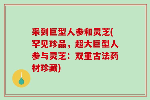 采到巨型人参和灵芝(罕见珍品,超大巨型人参与灵芝:双重古法药材珍藏)-第1张图片-破壁灵芝孢子粉研究指南 采到巨型人参和灵芝(罕见珍品,超大巨型人参与灵芝:双重古法药材珍藏)-第1张图片-破壁灵芝孢子粉研究指南