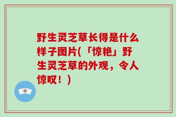 野生灵芝草长得是什么样子图片(「惊艳」野生灵芝草的外观,令人惊叹!)-第1张图片-破壁灵芝孢子粉研究指南 野生灵芝草长得是什么样子图片(「惊艳」野生灵芝草的外观,令人惊叹!)-第1张图片-破壁灵芝孢子粉研究指南