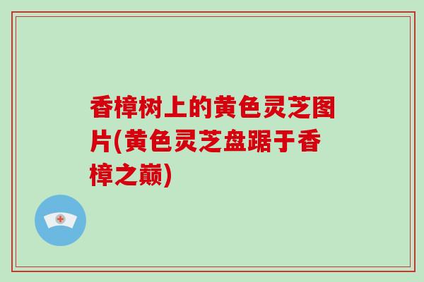 香樟树上的黄色灵芝图片(黄色灵芝盘踞于香樟之巅)-第1张图片-破壁灵芝孢子粉研究指南