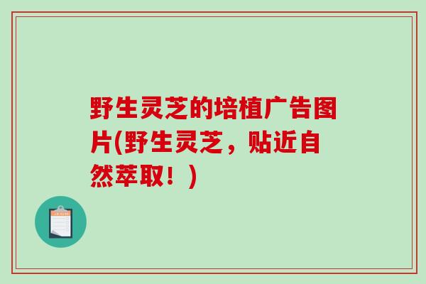 野生灵芝的培植广告图片(野生灵芝,贴近自然萃取!)-第1张图片-破壁灵芝孢子粉研究指南 野生灵芝的培植广告图片(野生灵芝,贴近自然萃取!)-第1张图片-破壁灵芝孢子粉研究指南