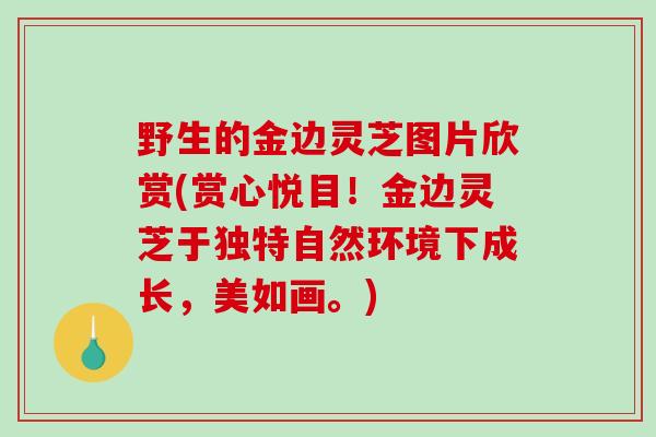 野生的金边灵芝图片欣赏(赏心悦目!金边灵芝于独特自然环境下成长,美如画。)-第1张图片-破壁灵芝孢子粉研究指南 野生的金边灵芝图片欣赏(赏心悦目!金边灵芝于独特自然环境下成长,美如画。)-第1张图片-破壁灵芝孢子粉研究指南