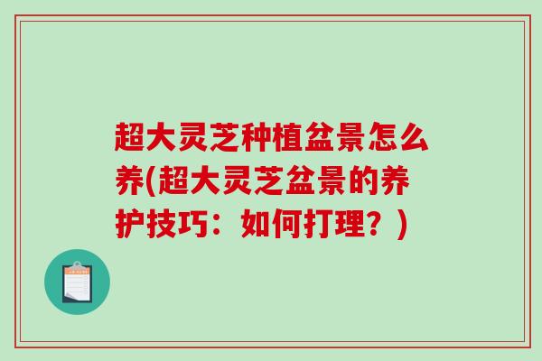 超大灵芝种植盆景怎么养(超大灵芝盆景的养护技巧:如何打理?)-第1张图片-破壁灵芝孢子粉研究指南 超大灵芝种植盆景怎么养(超大灵芝盆景的养护技巧:如何打理?)-第1张图片-破壁灵芝孢子粉研究指南