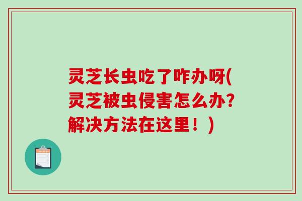 灵芝长虫吃了咋办呀(灵芝被虫侵害怎么办?解决方法在这里!)-第1张图片-破壁灵芝孢子粉研究指南 灵芝长虫吃了咋办呀(灵芝被虫侵害怎么办?解决方法在这里!)-第1张图片-破壁灵芝孢子粉研究指南