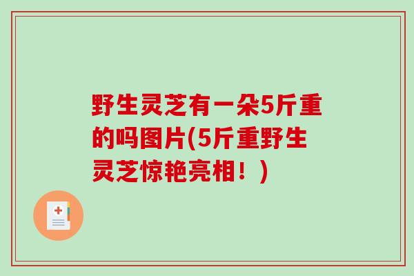 野生灵芝有一朵5斤重的吗图片(5斤重野生灵芝惊艳亮相!)-第1张图片-破壁灵芝孢子粉研究指南 野生灵芝有一朵5斤重的吗图片(5斤重野生灵芝惊艳亮相!)-第1张图片-破壁灵芝孢子粉研究指南