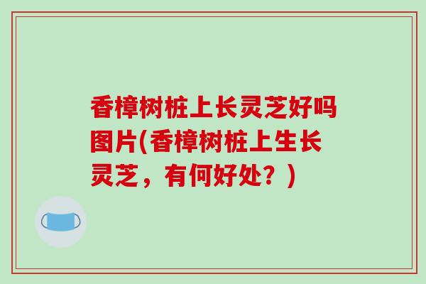香樟树桩上长灵芝好吗图片(香樟树桩上生长灵芝,有何好处?)-第1张图片-破壁灵芝孢子粉研究指南 香樟树桩上长灵芝好吗图片(香樟树桩上生长灵芝,有何好处?)-第1张图片-破壁灵芝孢子粉研究指南