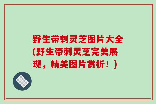 野生带刺灵芝图片大全(野生带刺灵芝完美展现,精美图片赏析!)-第1张图片-破壁灵芝孢子粉研究指南 野生带刺灵芝图片大全(野生带刺灵芝完美展现,精美图片赏析!)-第1张图片-破壁灵芝孢子粉研究指南