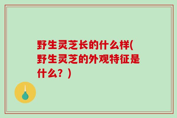 野生灵芝长的什么样(野生灵芝的外观特征是什么?)-第1张图片-破壁灵芝孢子粉研究指南 野生灵芝长的什么样(野生灵芝的外观特征是什么?)-第1张图片-破壁灵芝孢子粉研究指南