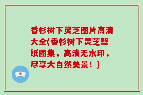 香杉树下灵芝图片高清大全(香杉树下灵芝壁纸图集，高清无水印，尽享大自然美景！)-第1张图片-破壁灵芝孢子粉研究指南