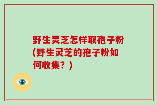 野生灵芝怎样取孢子粉(野生灵芝的孢子粉如何收集?)-第1张图片-破壁灵芝孢子粉研究指南 野生灵芝怎样取孢子粉(野生灵芝的孢子粉如何收集?)-第1张图片-破壁灵芝孢子粉研究指南