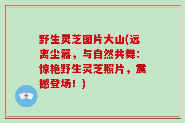 野生灵芝图片大山(远离尘嚣,与自然共舞:惊艳野生灵芝照片,震撼登场!)-第1张图片-破壁灵芝孢子粉研究指南 野生灵芝图片大山(远离尘嚣,与自然共舞:惊艳野生灵芝照片,震撼登场!)-第1张图片-破壁灵芝孢子粉研究指南