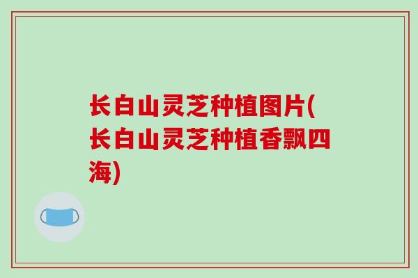 长白山灵芝种植图片(长白山灵芝种植香飘四海)-第1张图片-破壁灵芝孢子粉研究指南 长白山灵芝种植图片(长白山灵芝种植香飘四海)-第1张图片-破壁灵芝孢子粉研究指南