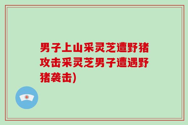 男子上山采灵芝遭野猪攻击采灵芝男子遭遇野猪袭击)-第1张图片-破壁灵芝孢子粉研究指南 男子上山采灵芝遭野猪攻击采灵芝男子遭遇野猪袭击)-第1张图片-破壁灵芝孢子粉研究指南