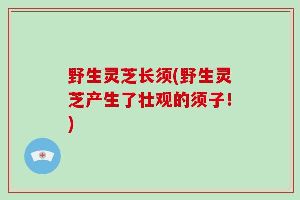 野生灵芝长须(野生灵芝产生了壮观的须子!)-第1张图片-破壁灵芝孢子粉研究指南 野生灵芝长须(野生灵芝产生了壮观的须子!)-第1张图片-破壁灵芝孢子粉研究指南