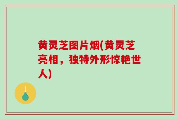 黄灵芝图片烟(黄灵芝亮相,独特外形惊艳世人)-第1张图片-破壁灵芝孢子粉研究指南 黄灵芝图片烟(黄灵芝亮相,独特外形惊艳世人)-第1张图片-破壁灵芝孢子粉研究指南