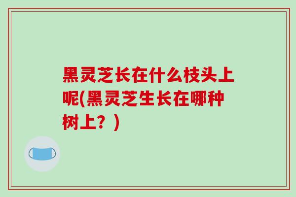 黑灵芝长在什么枝头上呢(黑灵芝生长在哪种树上?)-第1张图片-破壁灵芝孢子粉研究指南 黑灵芝长在什么枝头上呢(黑灵芝生长在哪种树上?)-第1张图片-破壁灵芝孢子粉研究指南