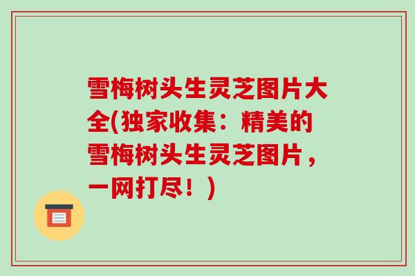 雪梅树头生灵芝图片大全(独家收集:精美的雪梅树头生灵芝图片,一网打尽!)-第1张图片-破壁灵芝孢子粉研究指南 雪梅树头生灵芝图片大全(独家收集:精美的雪梅树头生灵芝图片,一网打尽!)-第1张图片-破壁灵芝孢子粉研究指南