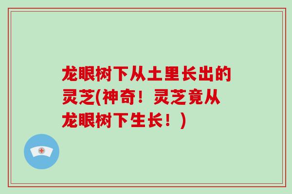 龙眼树下从土里长出的灵芝(神奇!灵芝竟从龙眼树下生长!)-第1张图片-破壁灵芝孢子粉研究指南 龙眼树下从土里长出的灵芝(神奇!灵芝竟从龙眼树下生长!)-第1张图片-破壁灵芝孢子粉研究指南