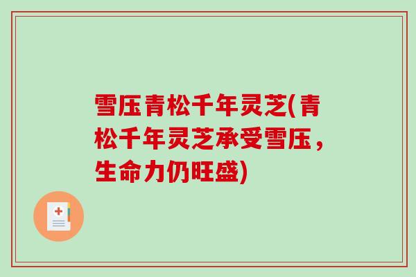 雪压青松千年灵芝(青松千年灵芝承受雪压,生命力仍旺盛)-第1张图片-破壁灵芝孢子粉研究指南 雪压青松千年灵芝(青松千年灵芝承受雪压,生命力仍旺盛)-第1张图片-破壁灵芝孢子粉研究指南