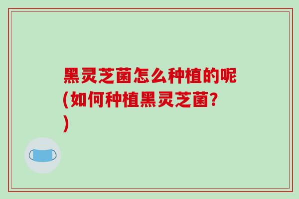 黑灵芝菌怎么种植的呢(如何种植黑灵芝菌？)-第1张图片-破壁灵芝孢子粉研究指南