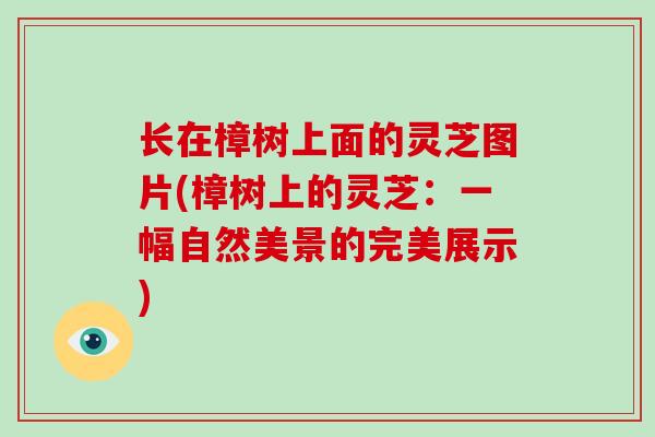 长在樟树上面的灵芝图片(樟树上的灵芝:一幅自然美景的完美展示)-第1张图片-破壁灵芝孢子粉研究指南 长在樟树上面的灵芝图片(樟树上的灵芝:一幅自然美景的完美展示)-第1张图片-破壁灵芝孢子粉研究指南