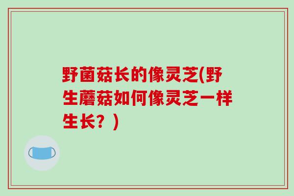 野菌菇长的像灵芝(野生蘑菇如何像灵芝一样生长？)-第1张图片-破壁灵芝孢子粉研究指南